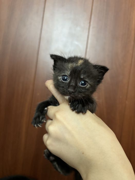 продам котят /метисы