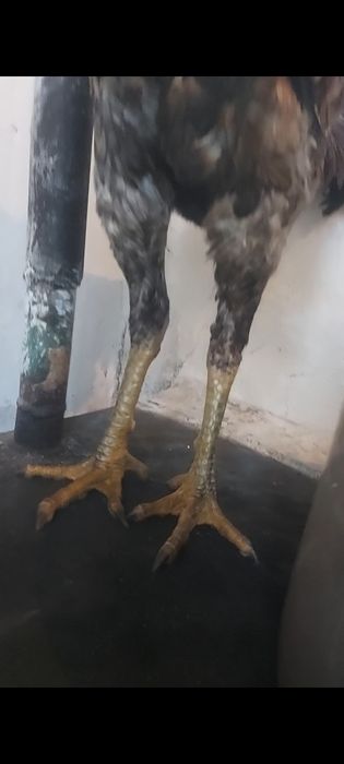 Шөже қораз ветнам