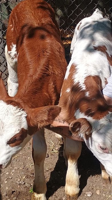 Vand un tauras si o vitea