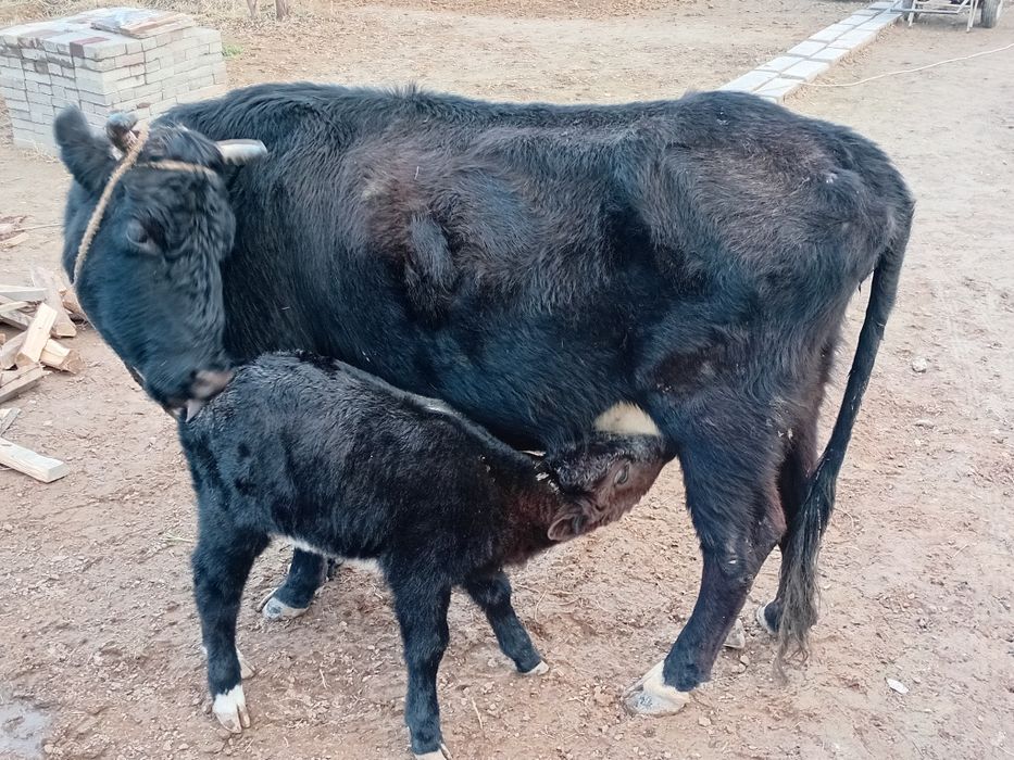 Сиыр сатылады бузауымен