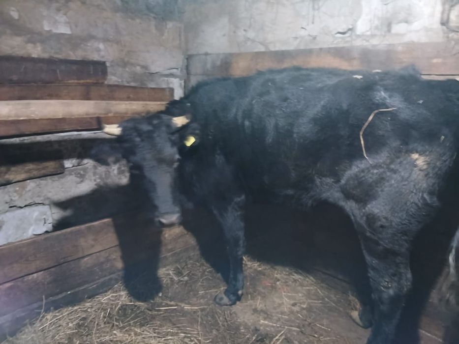 Продам с откорма тёлочек