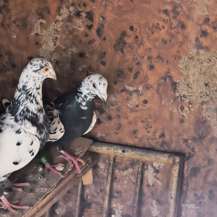 Vând o pereche de porumbei meulemans