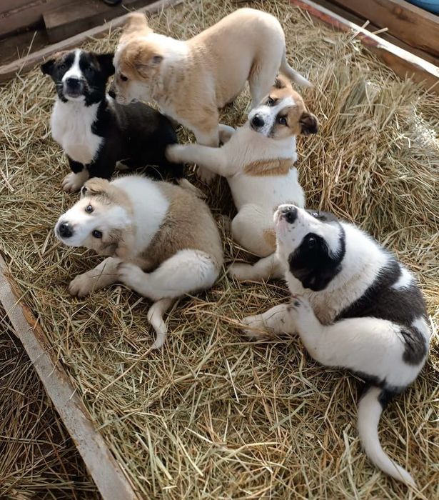 Щенкий САО тобеты