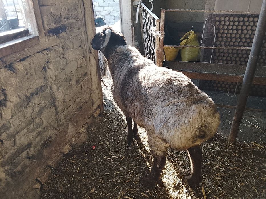 Семиз кучкорлар сотилади