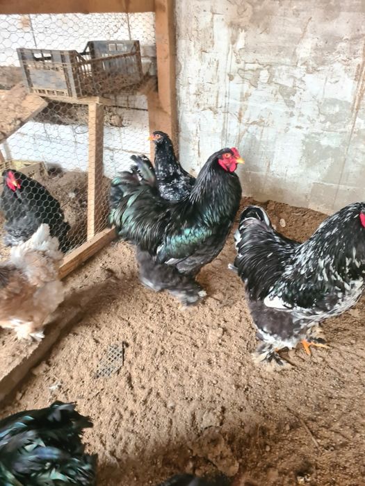 Cocos brahma negru și bobat