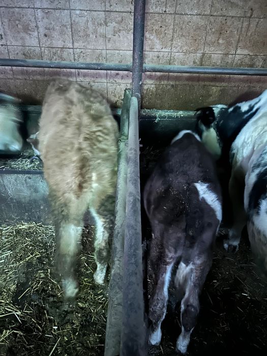 Vand vitel baltata de 4 si de 9 luni