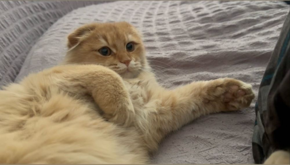 Uy mushugi sotiladi sog’lom