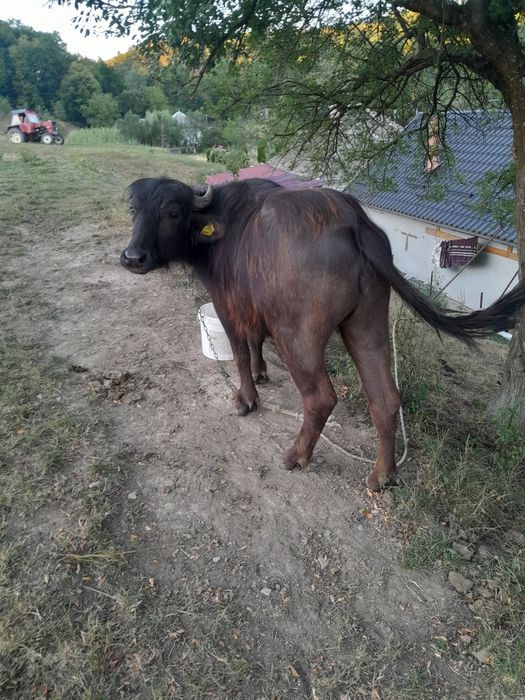 De vânzare o vitea de bivol!
