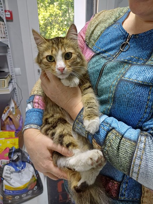 Ласковый пушистый кот Кузьма ищет  в дом