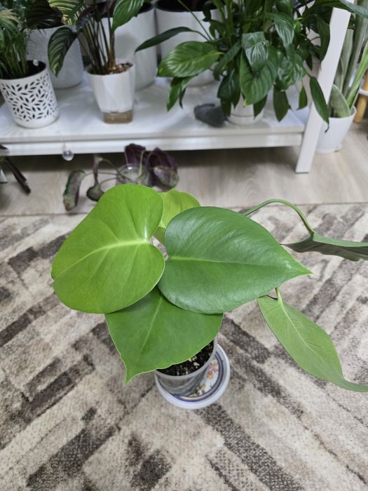 Монстера,2 роста в горшке.