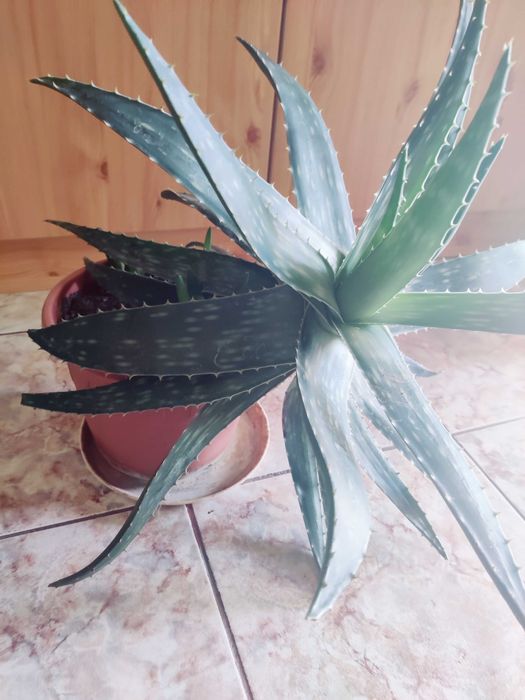 Aloe Barbadensis, plantă deosebită