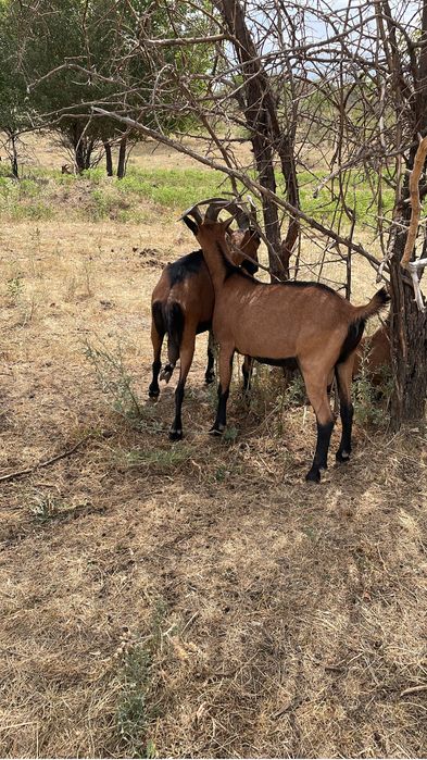Сауын ешкі коз чешский