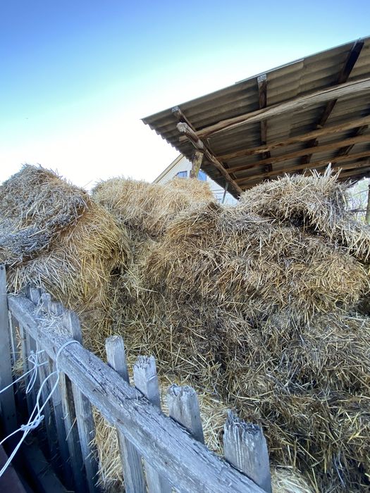 Сабан шоп сатылады