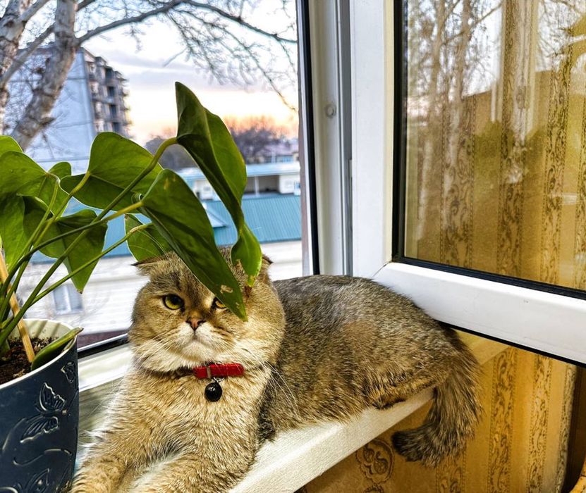 Породистый котик на вязку