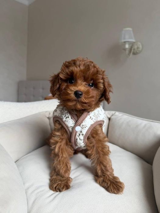 Maltipoo Toy , Certificate inregistrate de sanatate