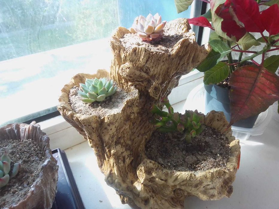 Продам суккуленты