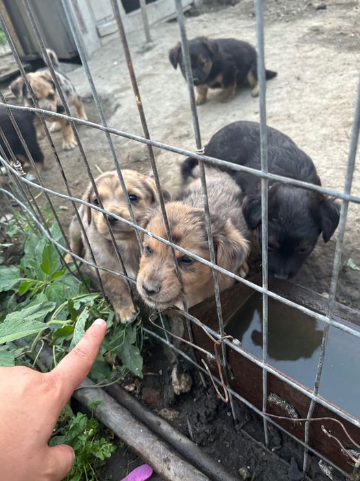 Caini spre adopție