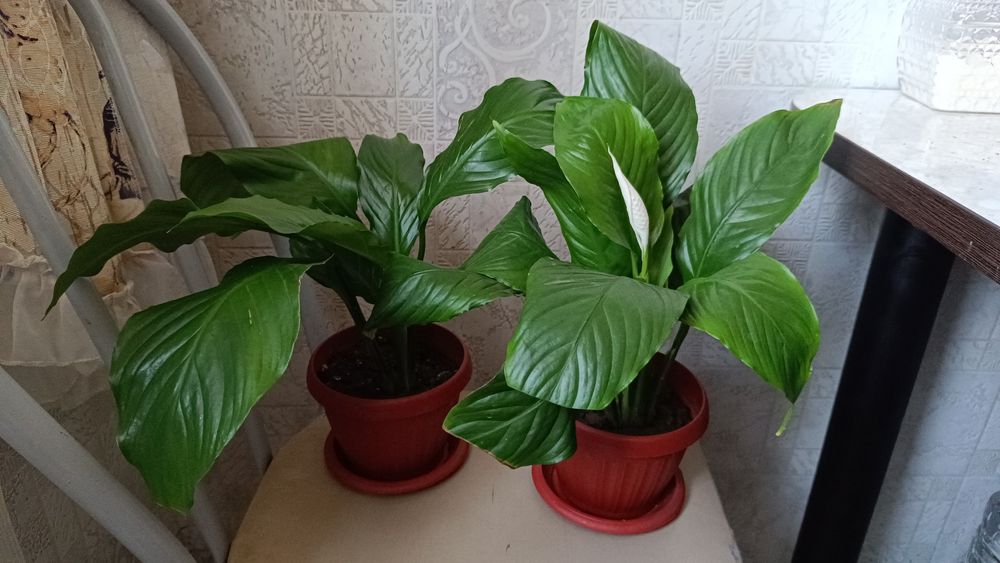 Женское счастье и дерево любви продам