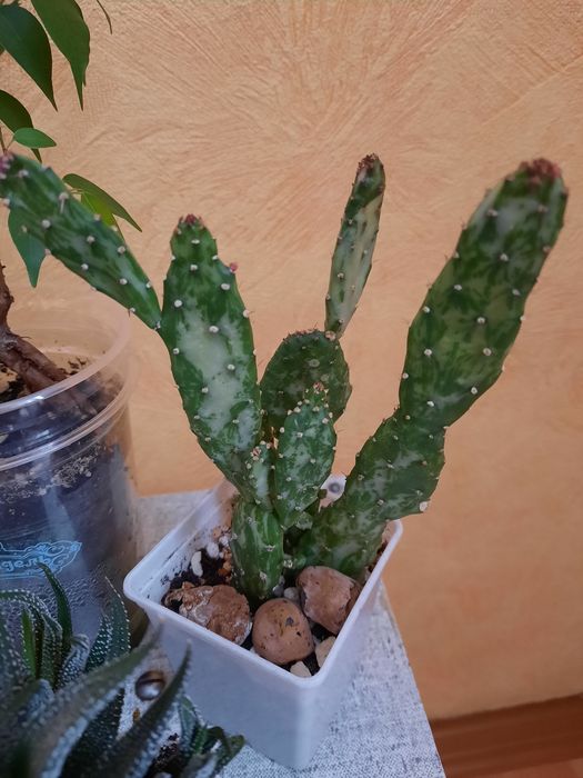 Продам кактусы и хавортию.