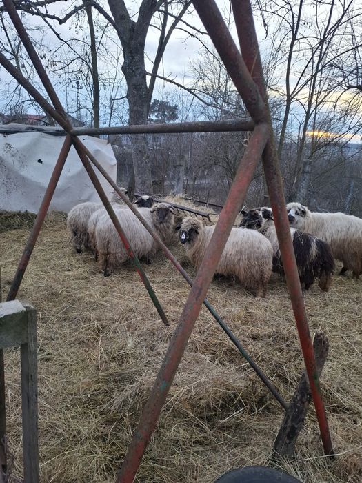 Vand 11oi si 3 miele