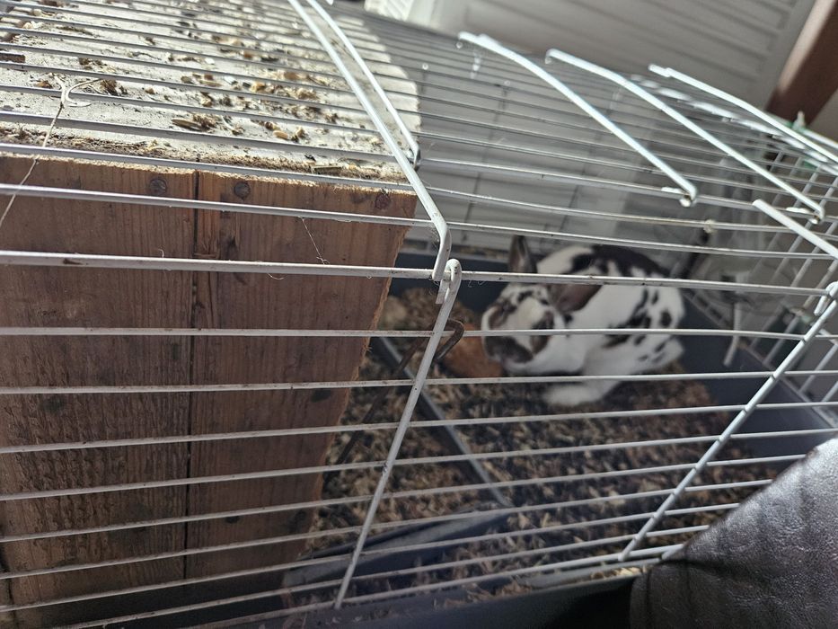 Iepure pitic de vanzare