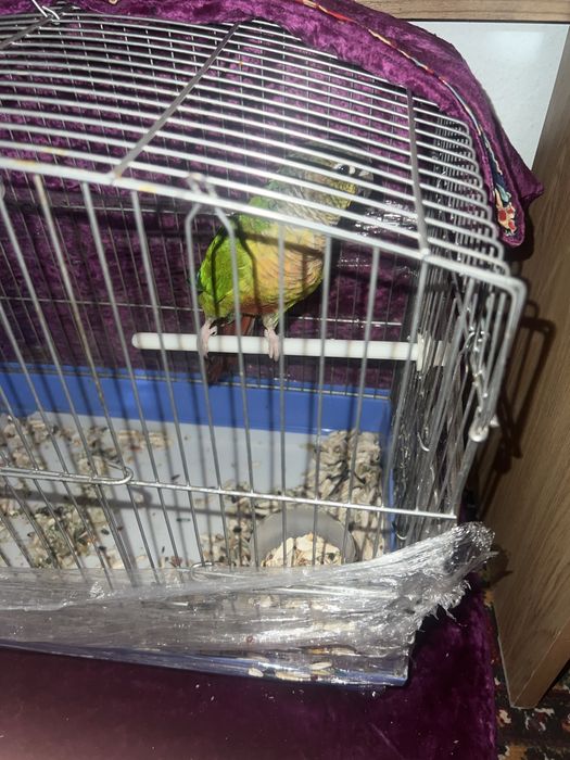 srocna sotiladi  toti quw