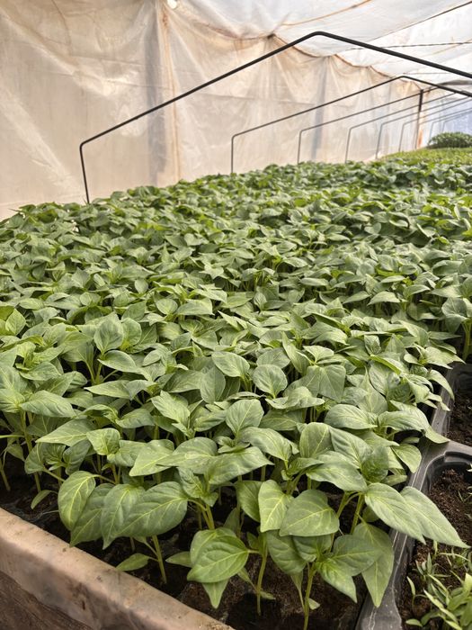 Răsaduri de vanzare