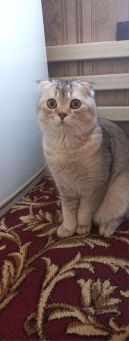 Скоттиш фолд кот
