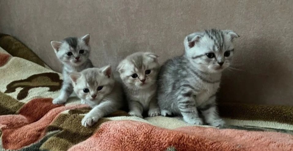 Плюшевые Котятаа