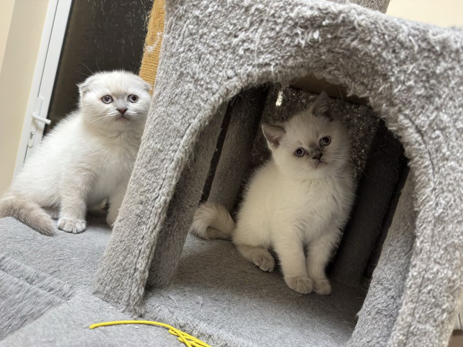 Шотландски късокосмести котенца.