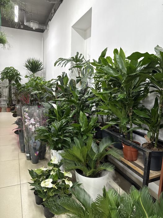 Комнатные растения по самым низким ценам