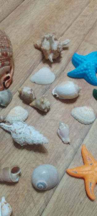 Ракушки для аквариума