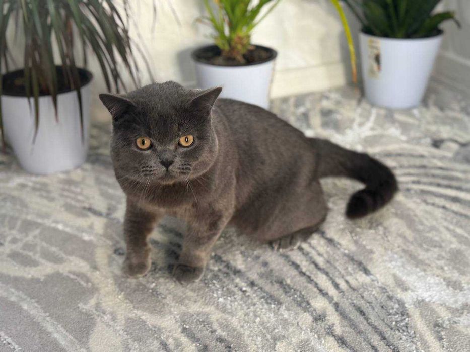 ВЯЗКА! Элитный, Крупный Британский кот —ОЧЕНЬ много котят по Ташкенту!