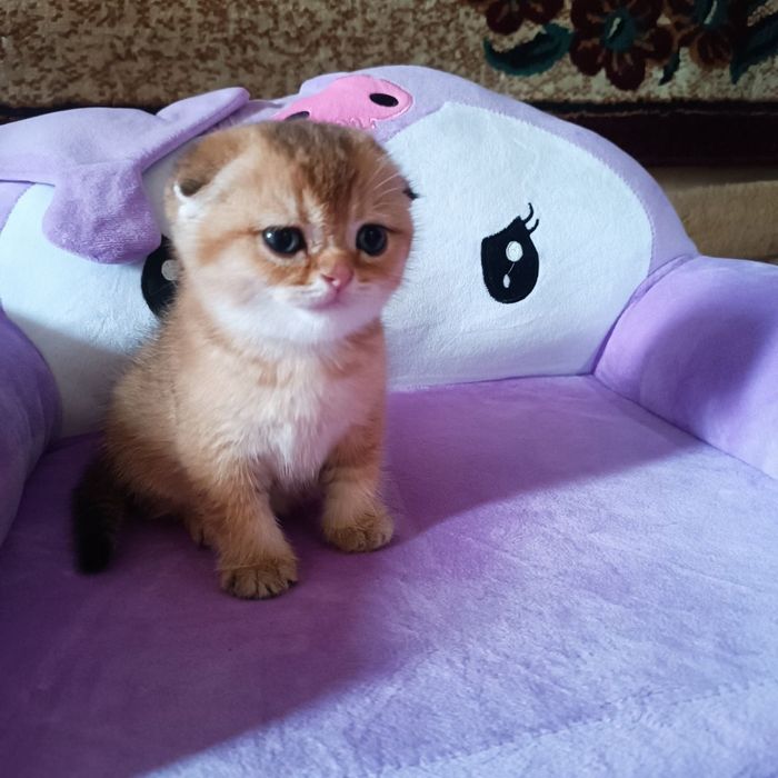 Продается золотая шиншила