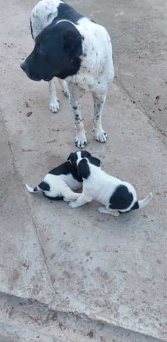 Продам щенка САО 11 месяц