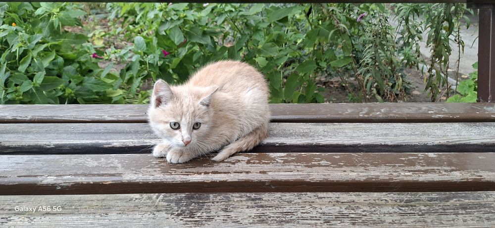 Котенок мальчик в добрые руки.