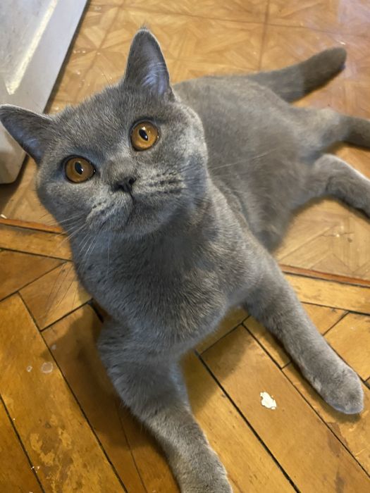 Британский котенок