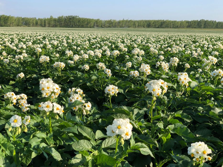 Поливная катушка с консолью Bauer