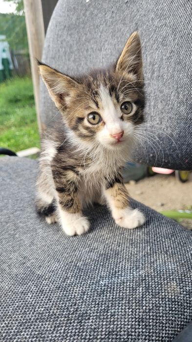 Ищу дом милым котятам