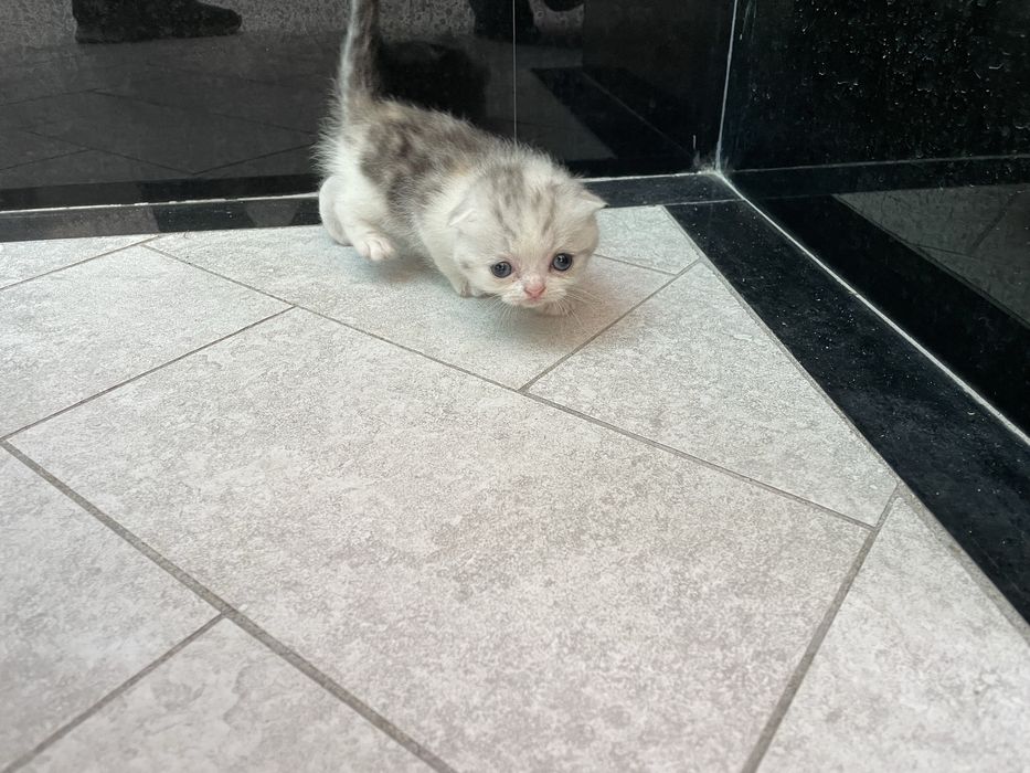 Скотиш фолд мушукчалар сотилади 7 та