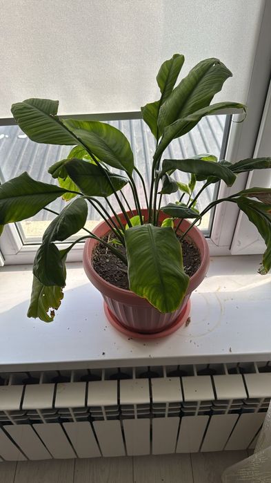 Гүлдер   сатылады