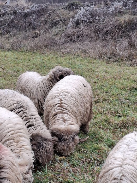 Berbeci bucalai 3 bucati