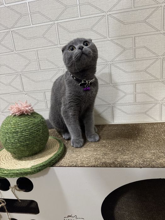 Котенок умный латок знает на 5+ есть сухой и влажный корм