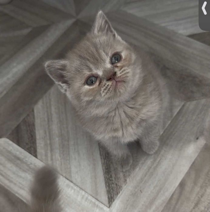 British Shorthair
