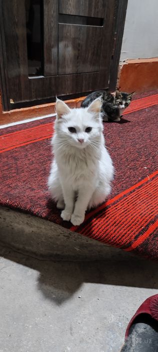 Котятя в добрые руки!