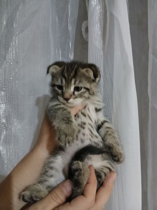 Продаётся шотландский страйт