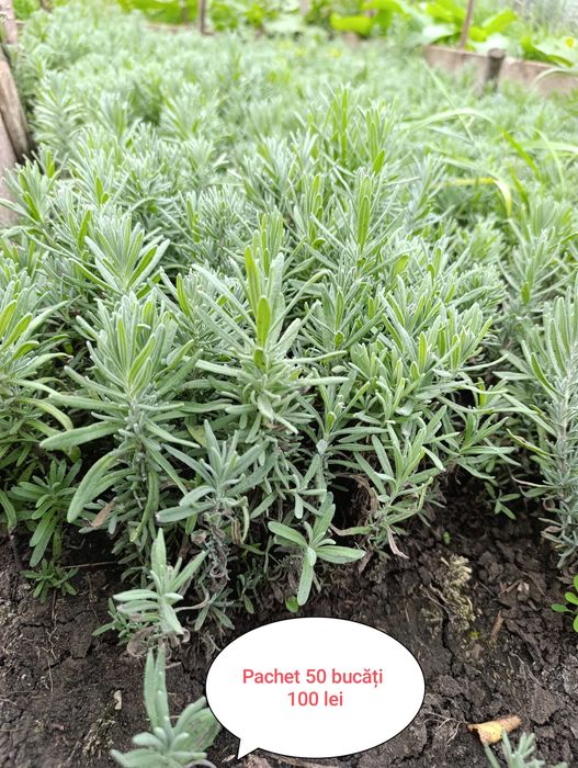 Vând butași și tufe de lavandă diferite marimi