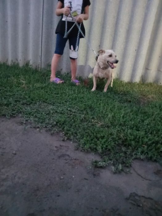 Отдам щенка в хорошие руки
