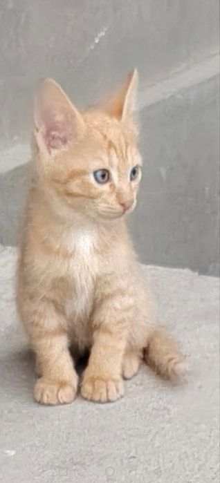 Отдаются котята в хорошие руки