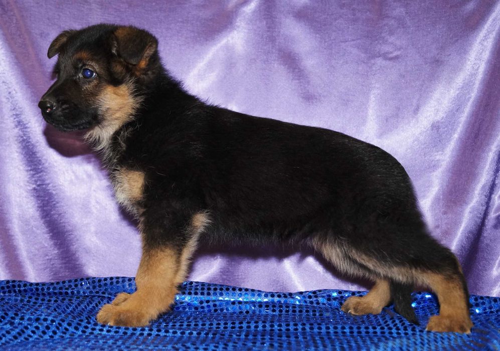 Немецкая овчарка , щенки с документами . Кобели и суки  .